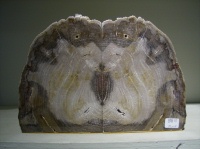 Petrified Pine Bookends